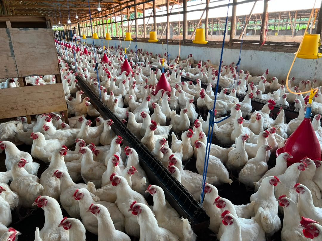 Agribusiness Development