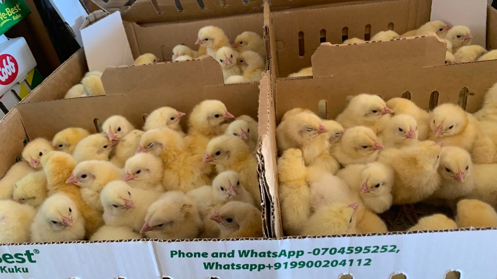 Certified Day-Old Chicks
