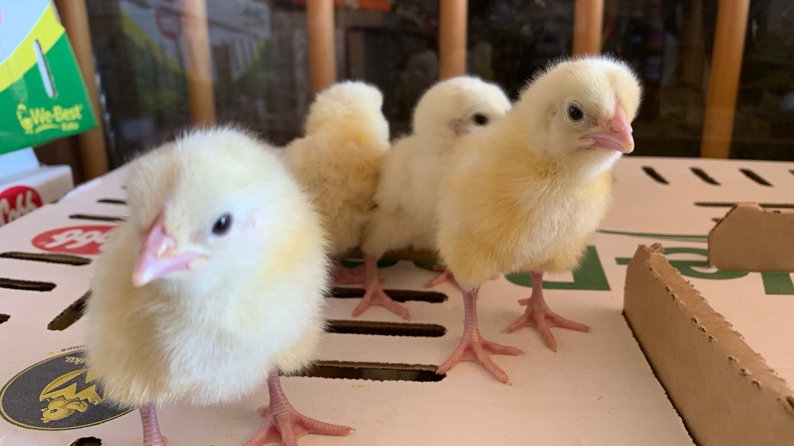 Commercial Poultry Feeds