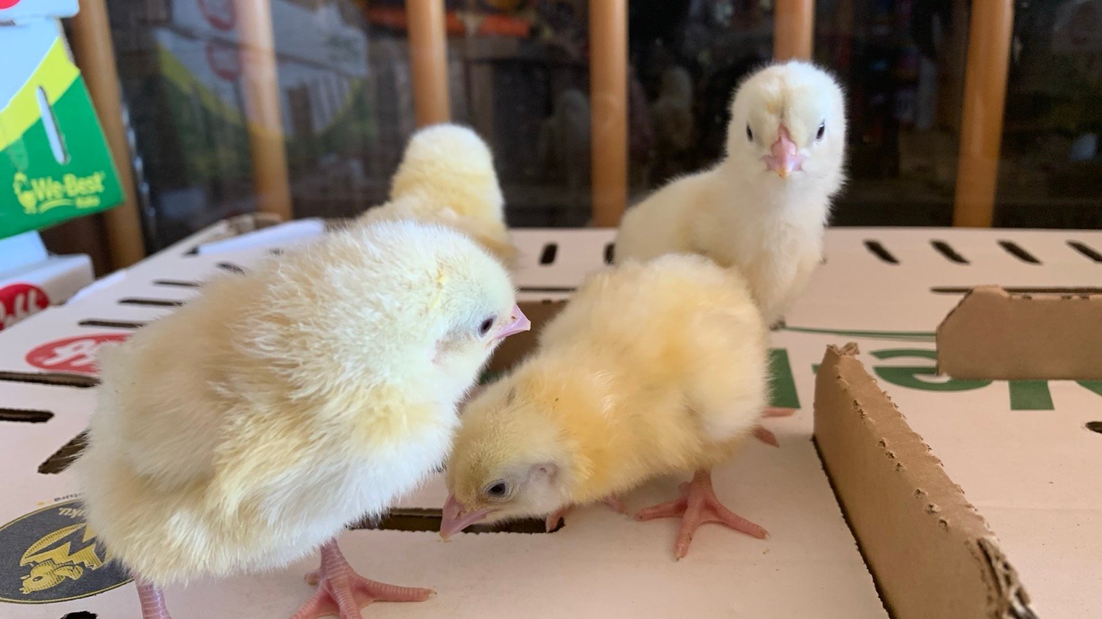 ACU Commercial Poultry Operations