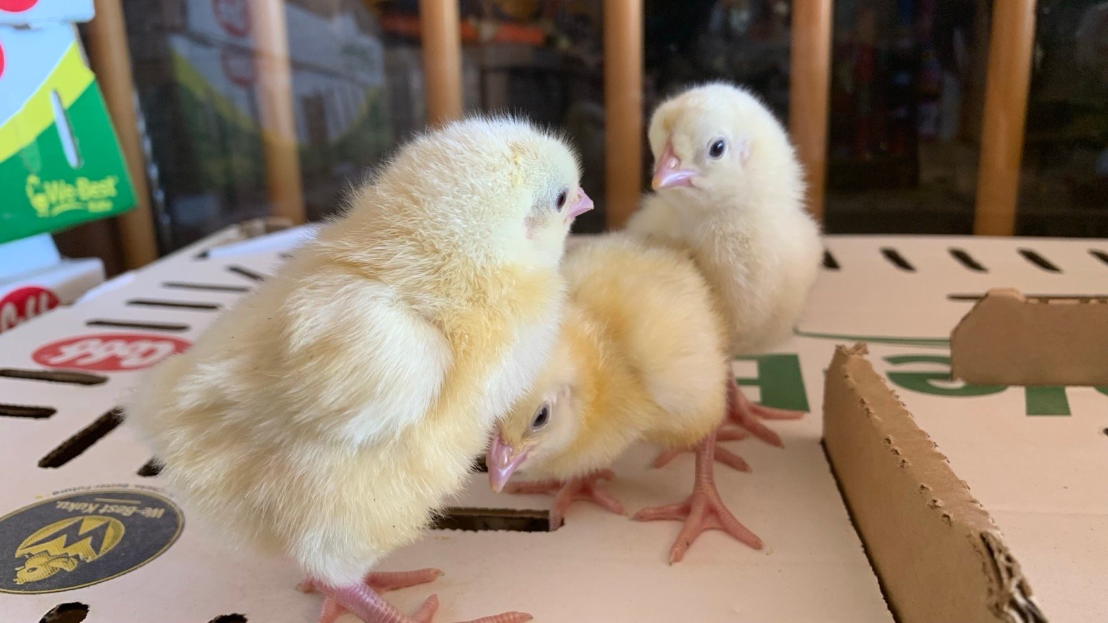 Poultry Inputs & Nutrition