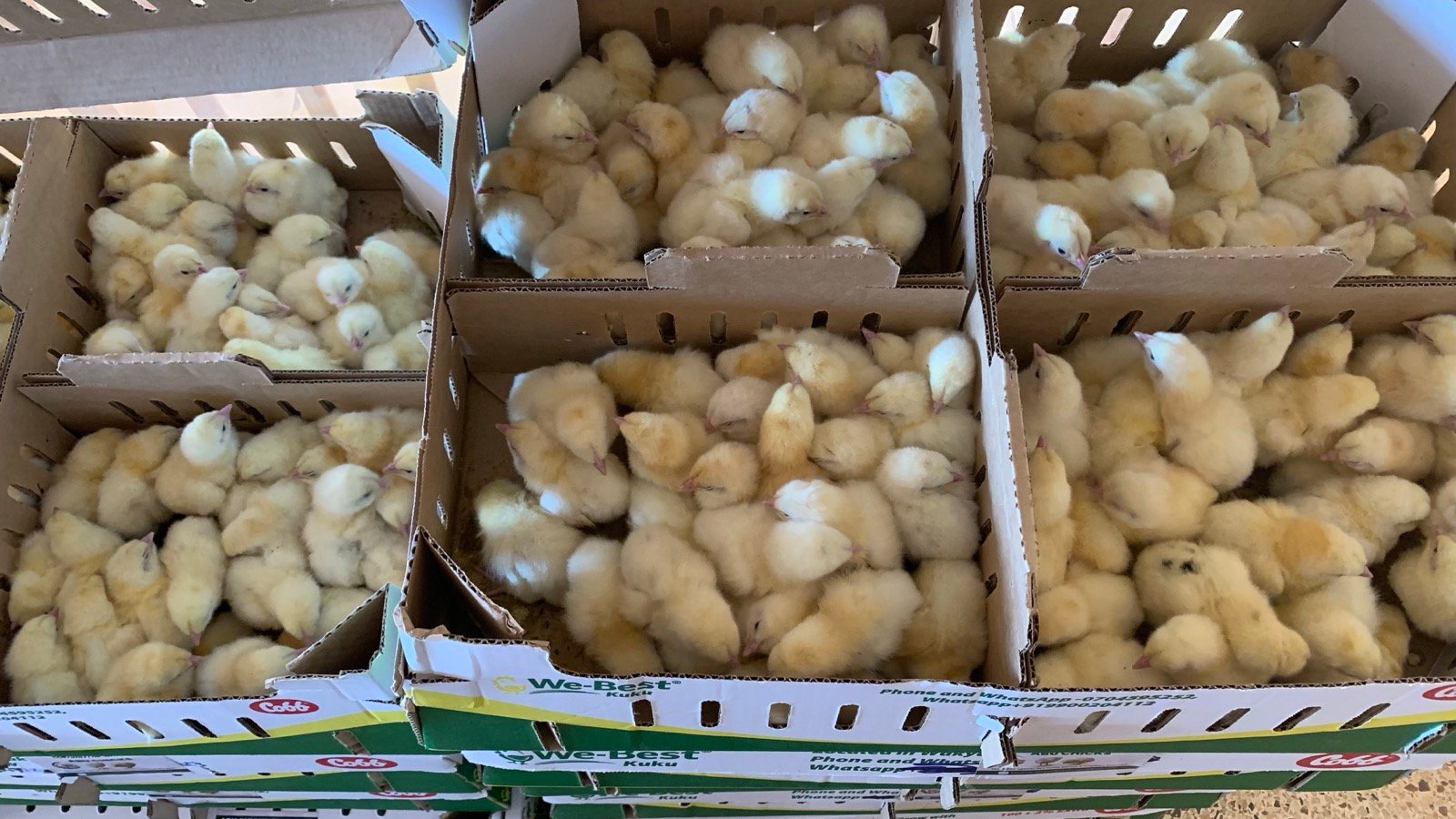 Poultry Production
