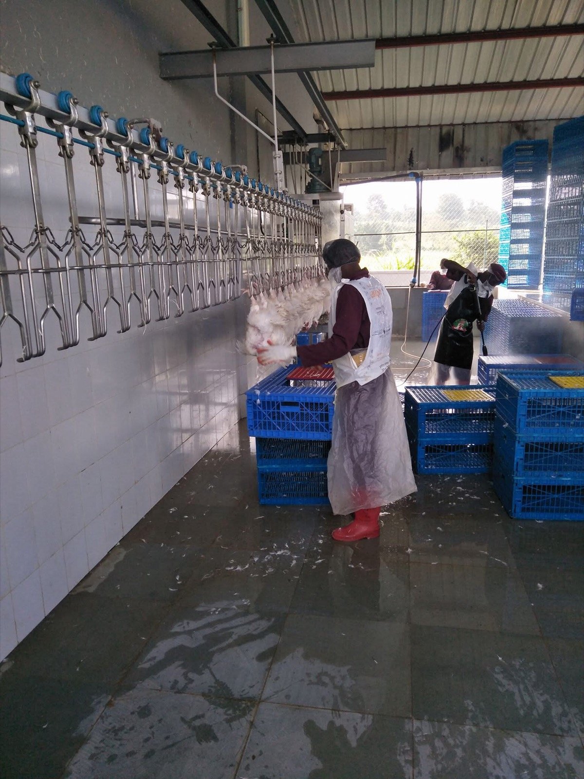 Veterinary Farm Audits