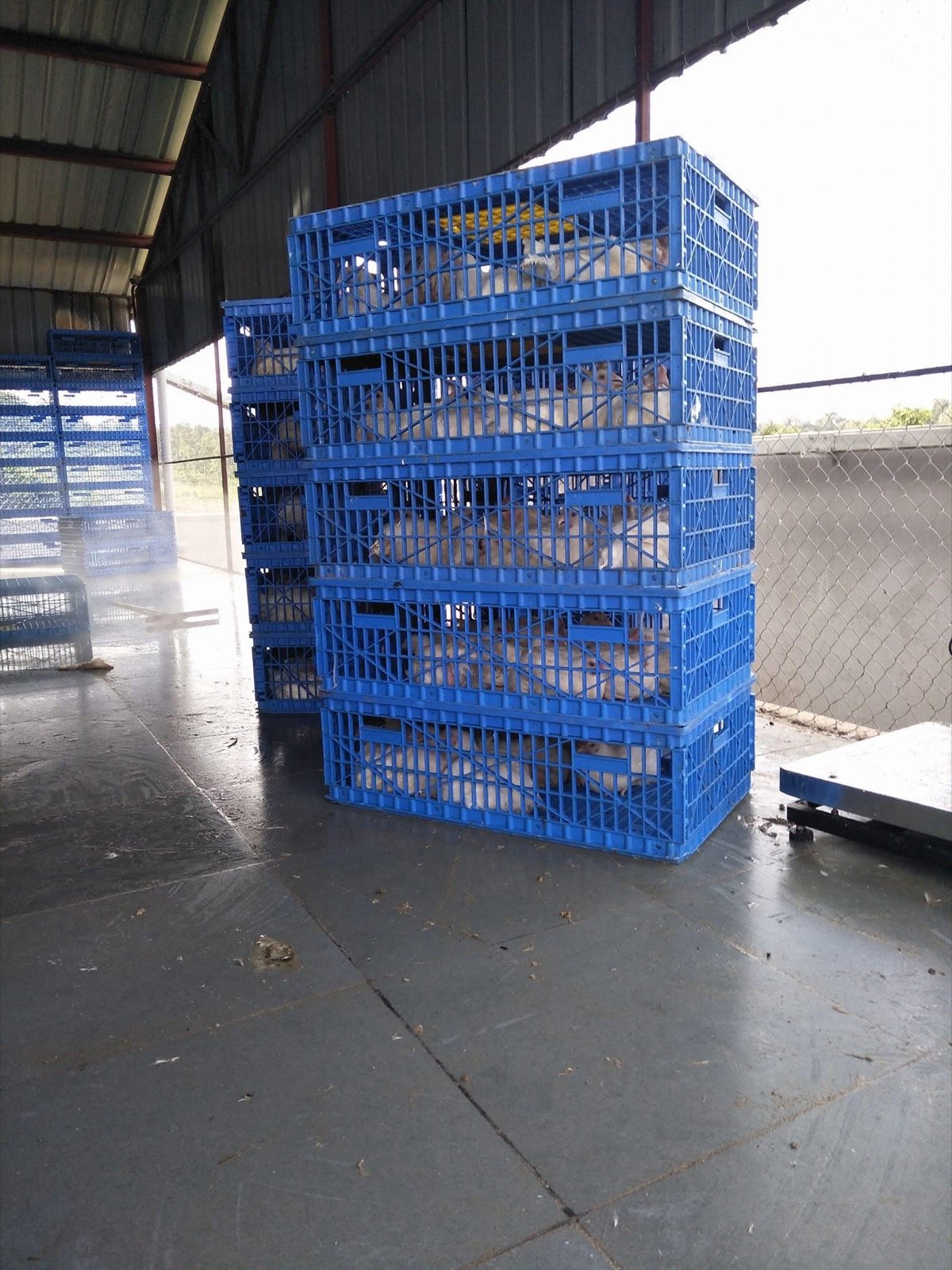 Poultry Consultancy