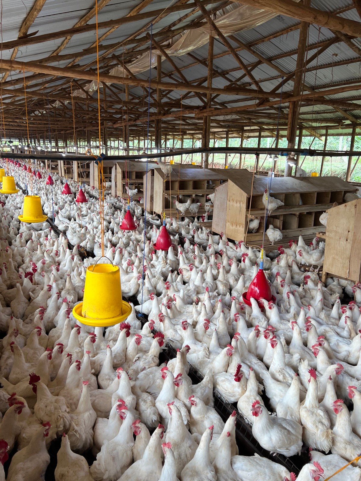 Agribusiness Development