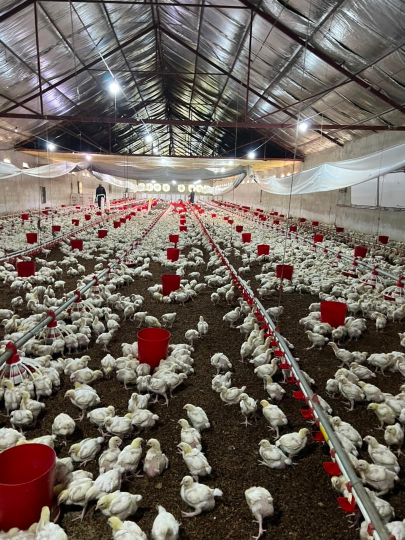 Commercial Poultry Feeds